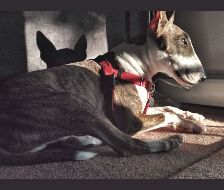 Samson, a Bull Terrier tested with EmbarkVet.com