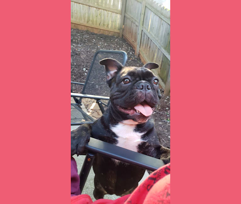 Eris, a French Bulldog and Bulldog mix tested with EmbarkVet.com