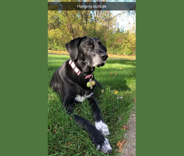 Golden retriever cheap pointer mix