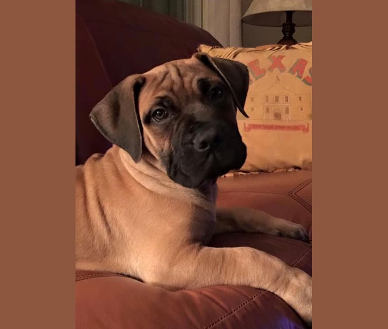 Dakarai, a Boerboel tested with EmbarkVet.com