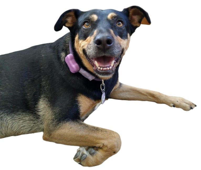 Mayzie, a German Shepherd Dog and American Pit Bull Terrier mix tested with EmbarkVet.com