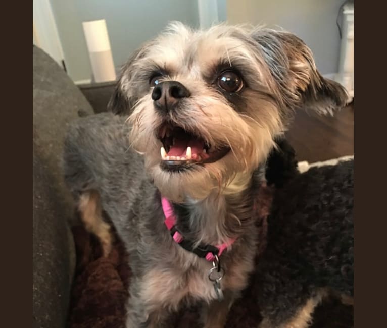 Brussels griffon pekingese new arrivals mix