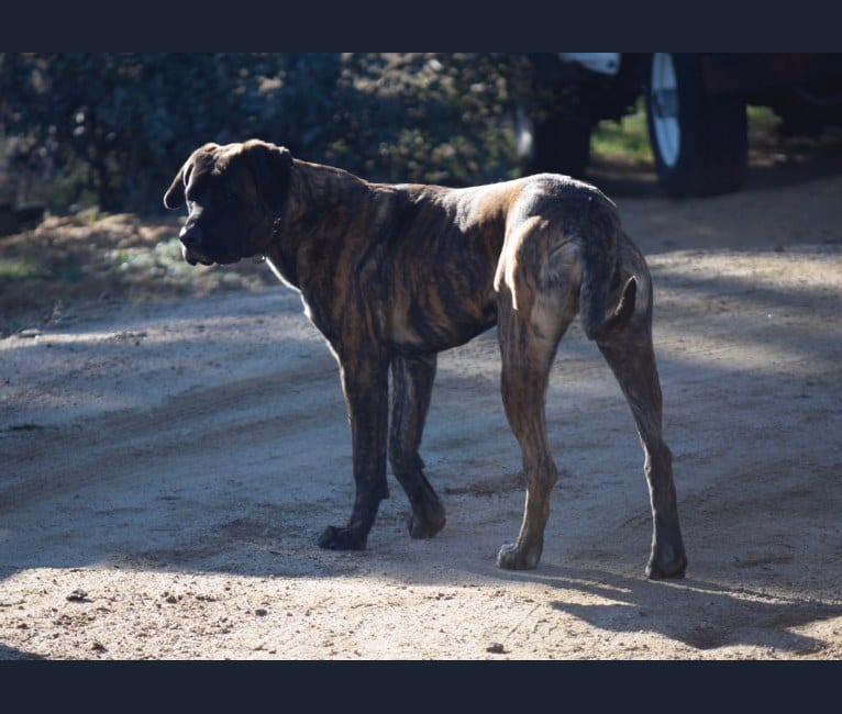 Gammonwood mastiffs deals