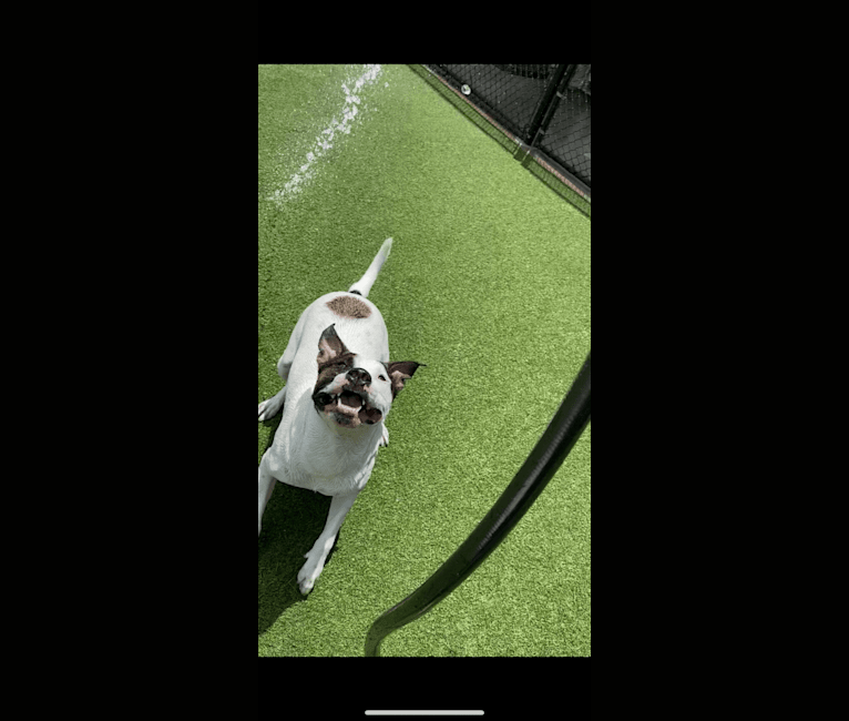 Dozer, an American Pit Bull Terrier and American Staffordshire Terrier mix tested with EmbarkVet.com