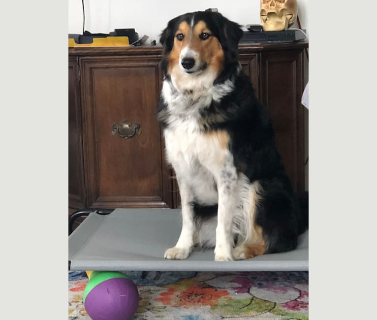 Mischief Managed, a Collie (Scottish-Type) tested with EmbarkVet.com