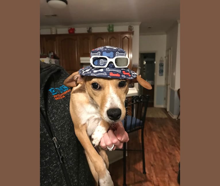 Decoy, a Cocker Spaniel and Rat Terrier mix tested with EmbarkVet.com