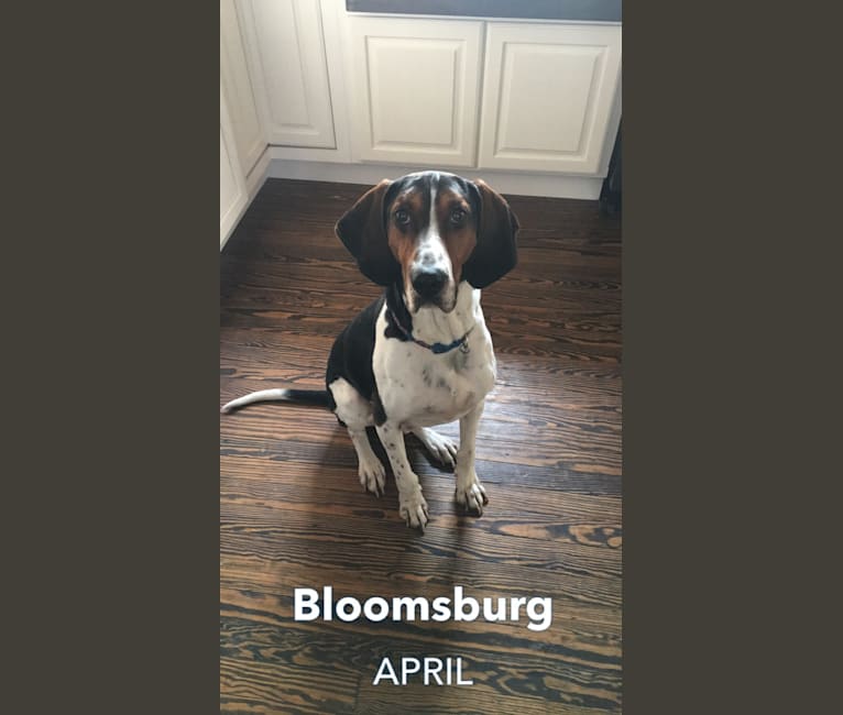 Molesley, a Treeing Walker Coonhound tested with EmbarkVet.com