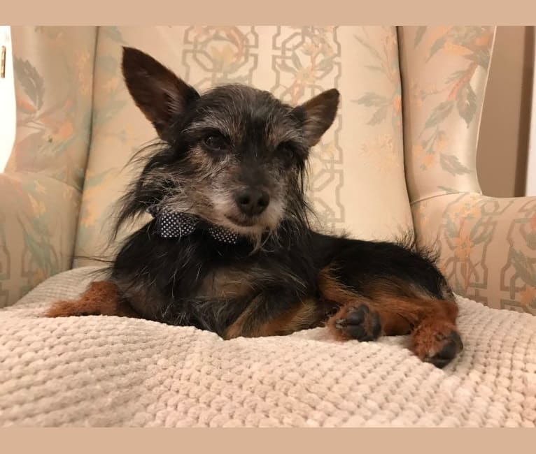 Embark Dog DNA Test - Breed