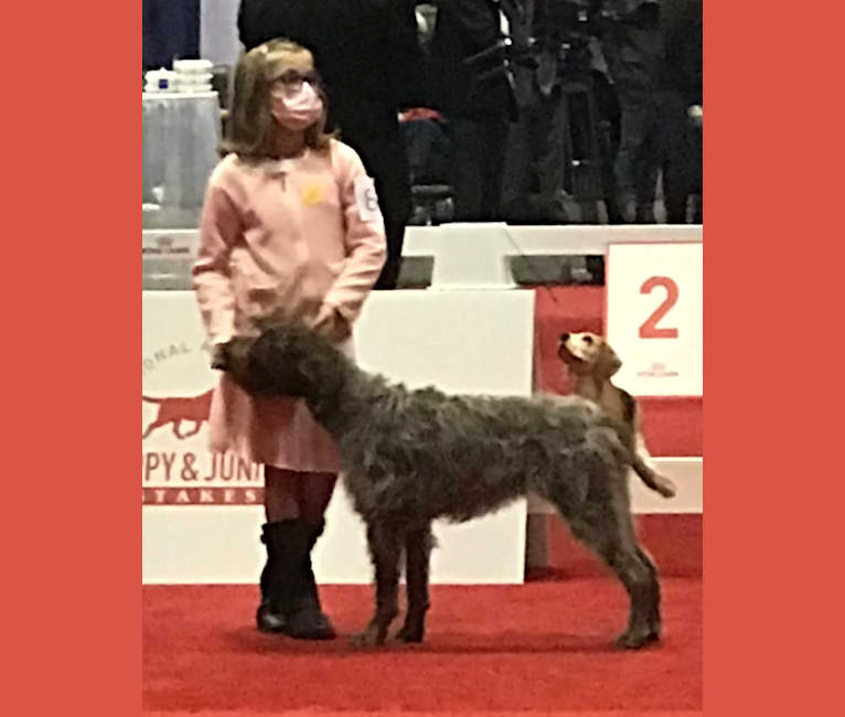 Photo of Lila, a Wirehaired Pointing Griffon  in Reidsville, NC, USA