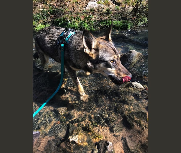 Coyote cattle outlet dog mix