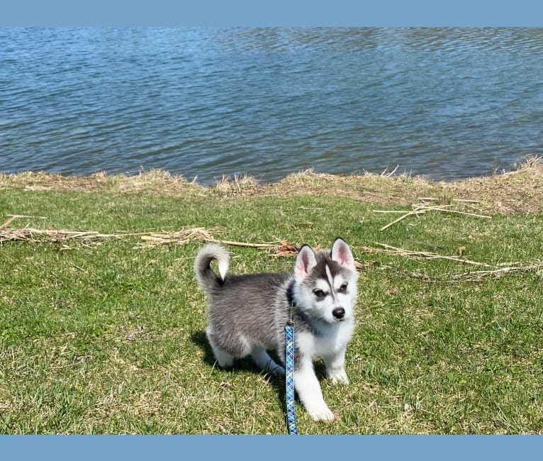 Storm, a Siberian Husky and American Pit Bull Terrier mix tested with EmbarkVet.com