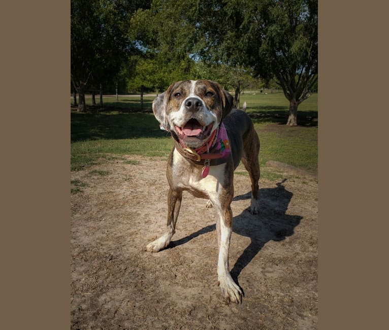 Charlie Bird, an American Pit Bull Terrier and Mountain Cur mix tested with EmbarkVet.com