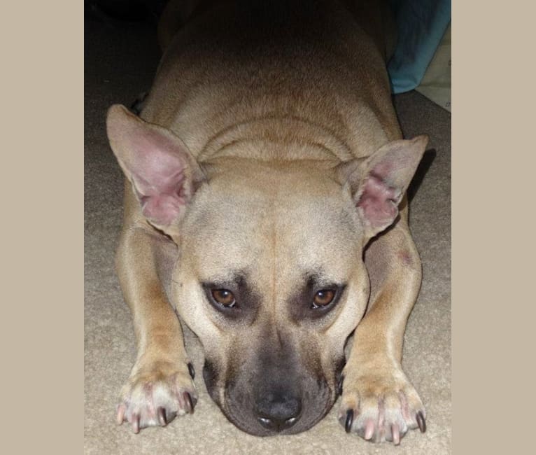 Photo of Teakie, an American Pit Bull Terrier  in Philadelphia, Pennsylvania, USA
