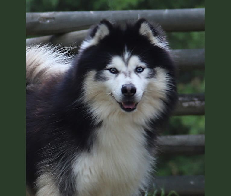 Photo of Padfoot, a Siberian Husky 