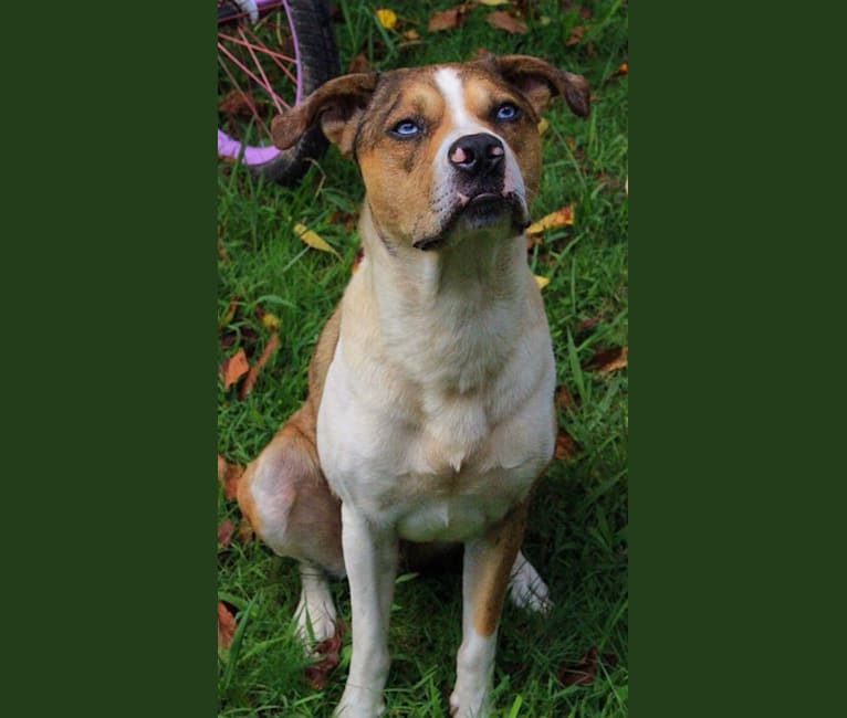 Thor, a Boston Terrier and Siberian Husky mix tested with EmbarkVet.com