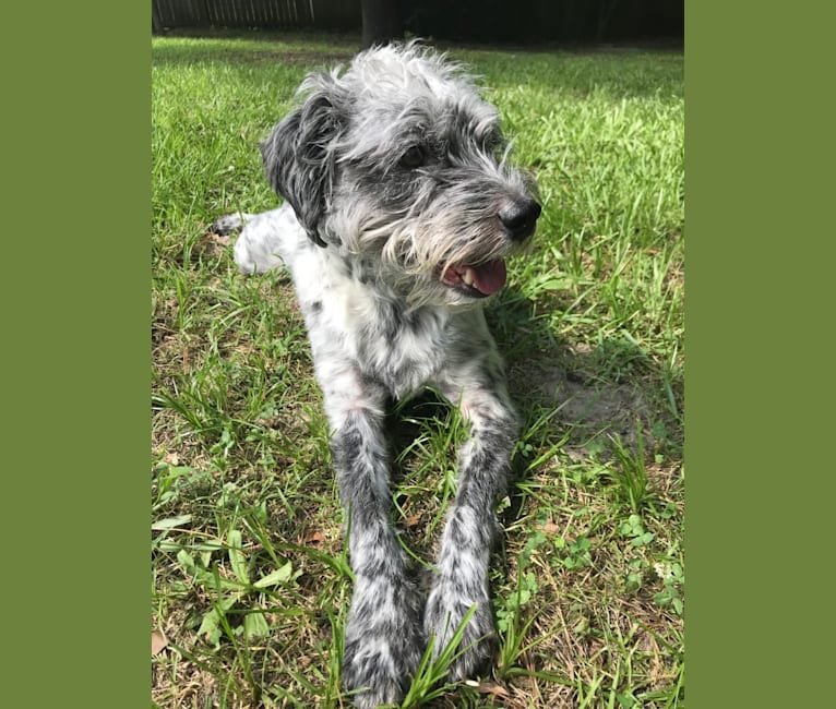 Ludo, an Australian Cattle Dog and Poodle (Small) mix tested with EmbarkVet.com