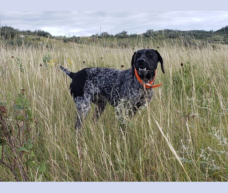 Photo of Hazel, a German Shorthaired Pointer  in Glendive, Montana, USA