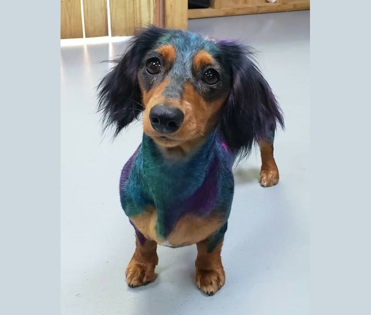 Weasel, a Dachshund tested with EmbarkVet.com