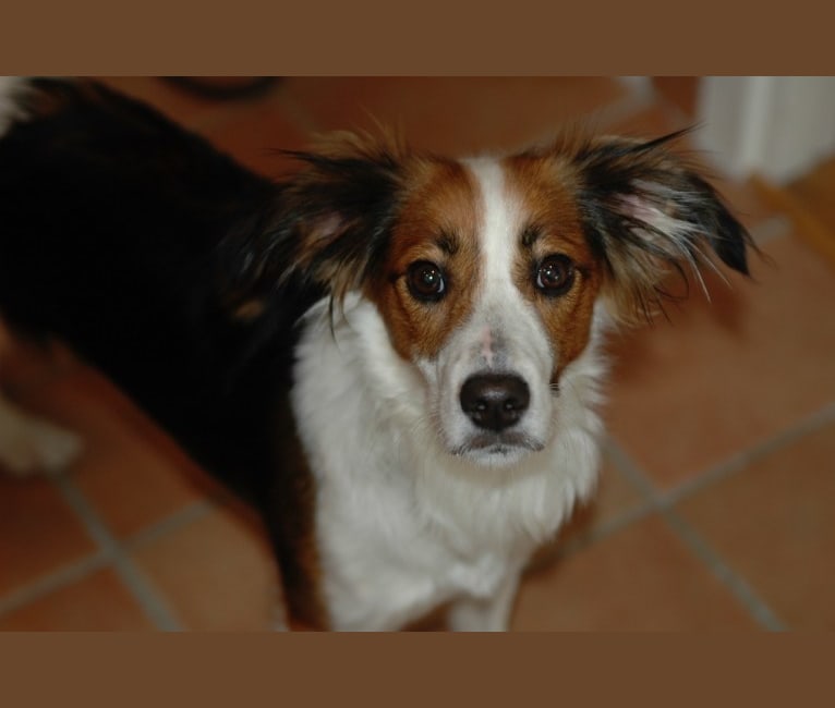 Photo of Turbo, an English Setter, Brittany, Yorkshire Terrier, and Mixed mix in Castellbisbal, Spain