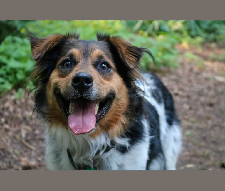 Bo, a Russell-type Terrier and Australian Cattle Dog mix tested with EmbarkVet.com