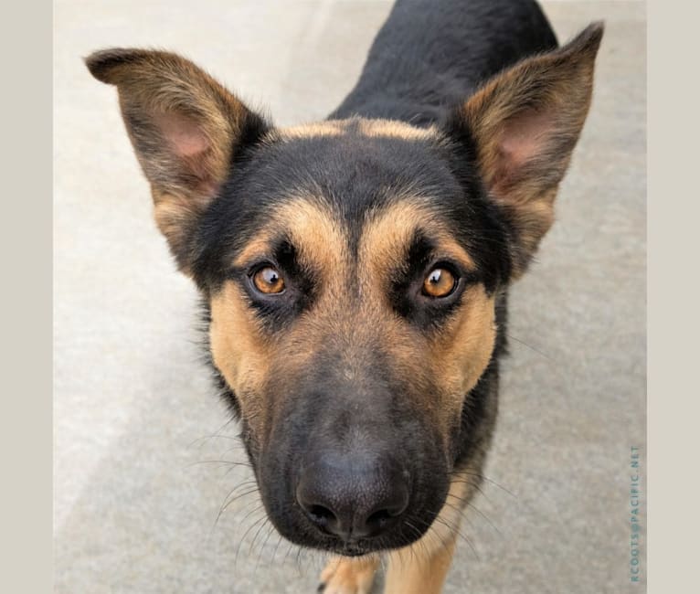 Tomas, a German Shepherd Dog and Cane Corso mix tested with EmbarkVet.com