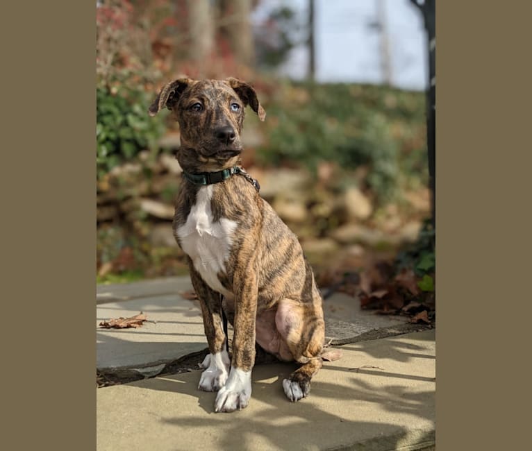 Mountain cur sales boxer mix puppies