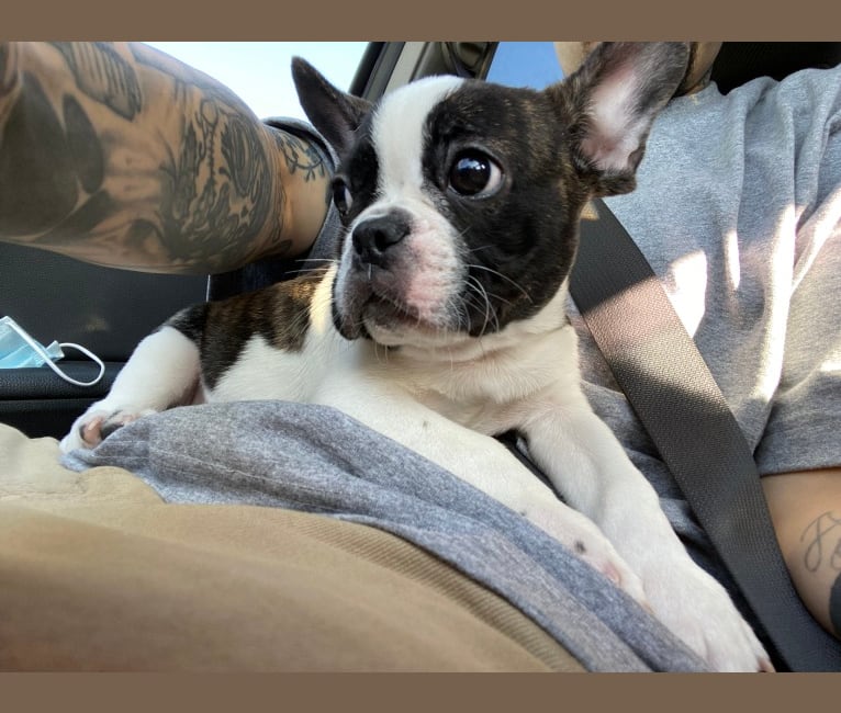 Photo of ACE, a French Bulldog and Boston Terrier mix