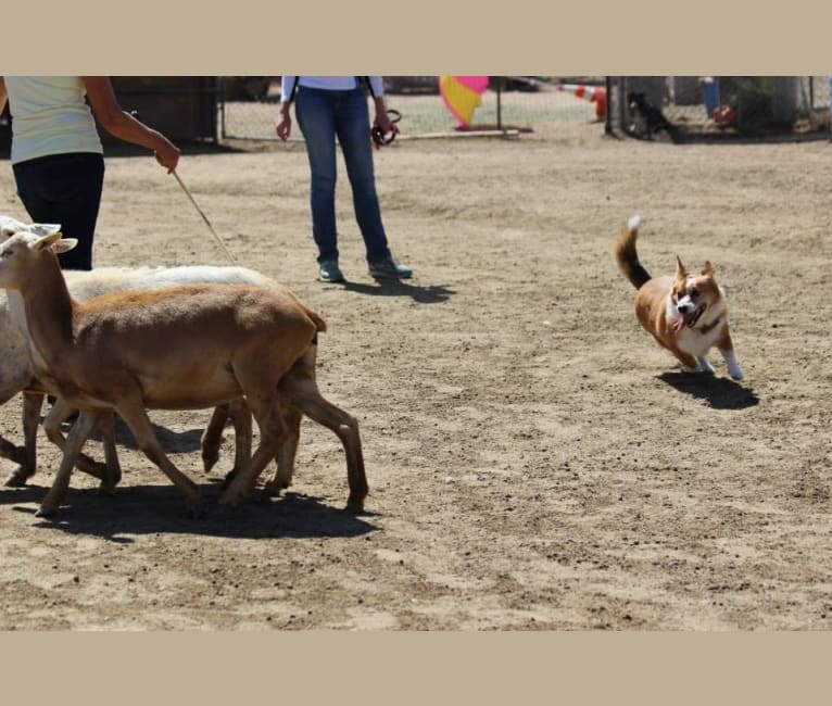 Photo of Wizard, a Pembroke Welsh Corgi, Border Collie, and Australian Cattle Dog mix in Sacramento, California, USA
