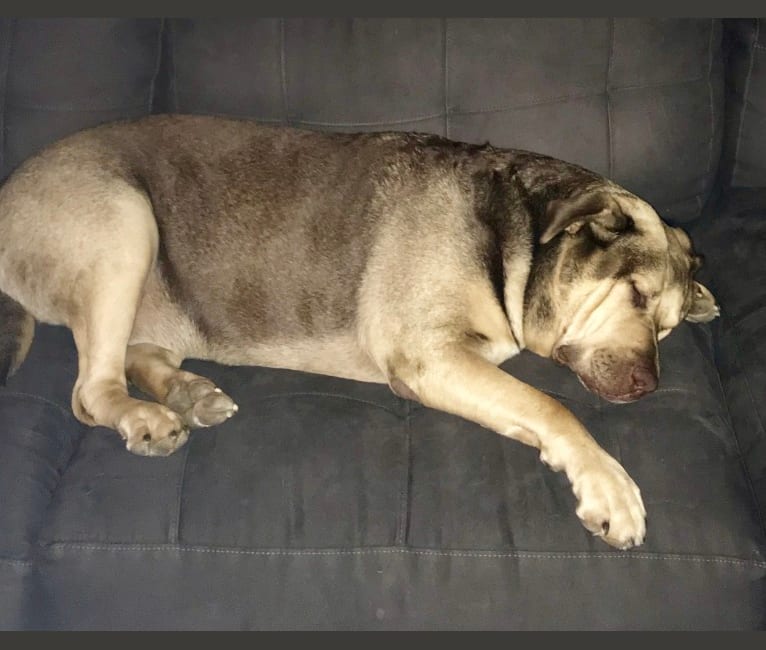 Otis, an American Pit Bull Terrier and Labrador Retriever mix tested with EmbarkVet.com