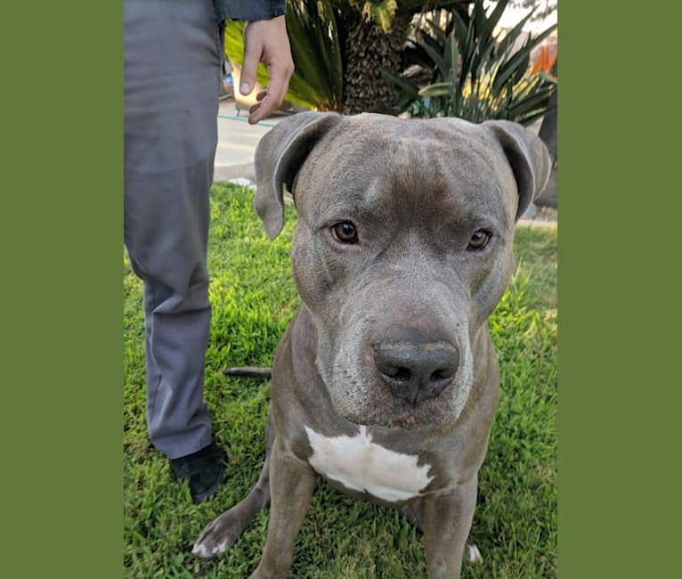 Embark Dog DNA Test Breed