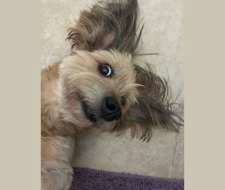 Photo of Honey, a Chihuahua, American Pit Bull Terrier, Poodle (Small), Miniature Pinscher, and Mixed mix in California, USA