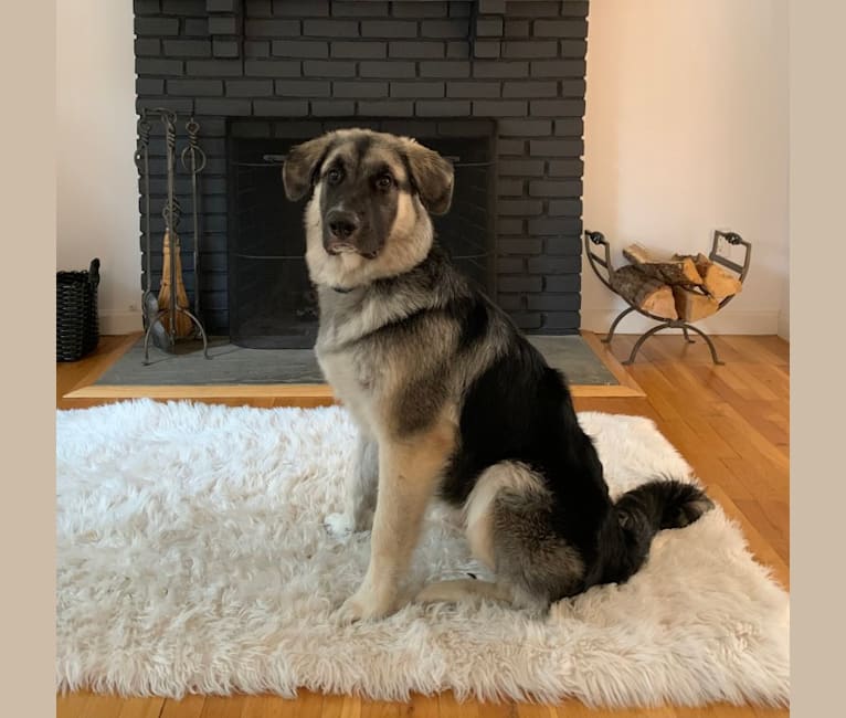 Archie, a German Shepherd Dog and Great Pyrenees mix tested with EmbarkVet.com