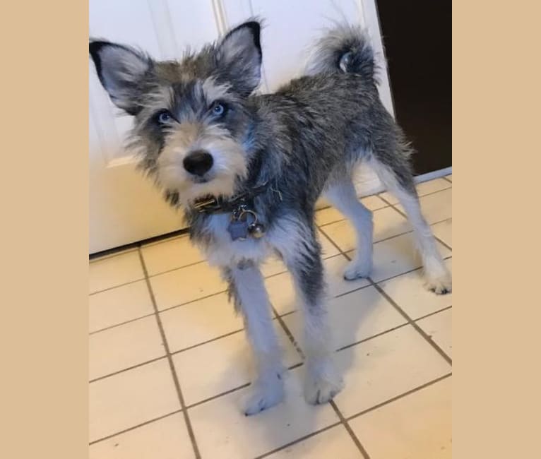 mini schnauzer husky mix