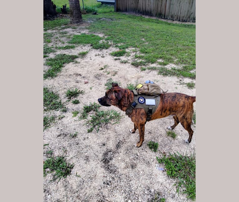 Atlas, an American Pit Bull Terrier (12.2% unresolved) tested with EmbarkVet.com