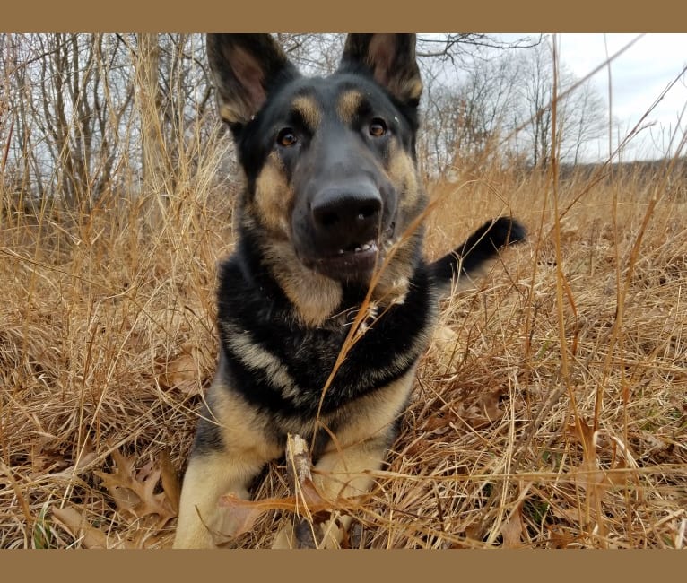 Boon, a German Shepherd Dog tested with EmbarkVet.com