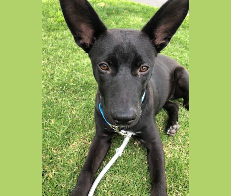 Kinzo, a German Shepherd Dog and American Pit Bull Terrier mix tested with EmbarkVet.com