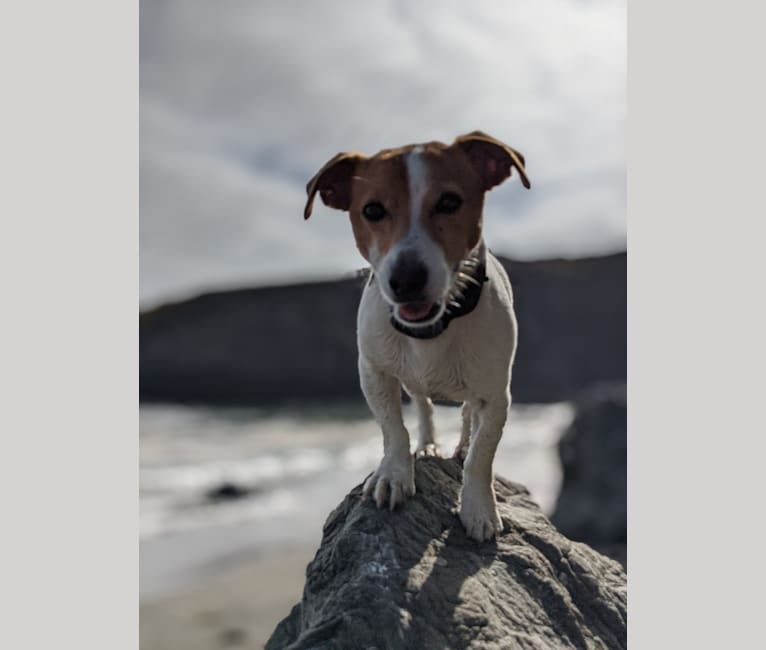 Photo of Tazil, a Russell-type Terrier  in Placerville, California, USA