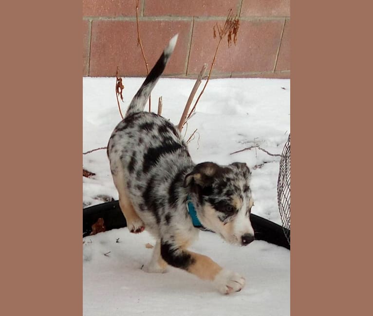 IronEye Pancho, a Border Collie and Catahoula Leopard Dog mix tested with EmbarkVet.com