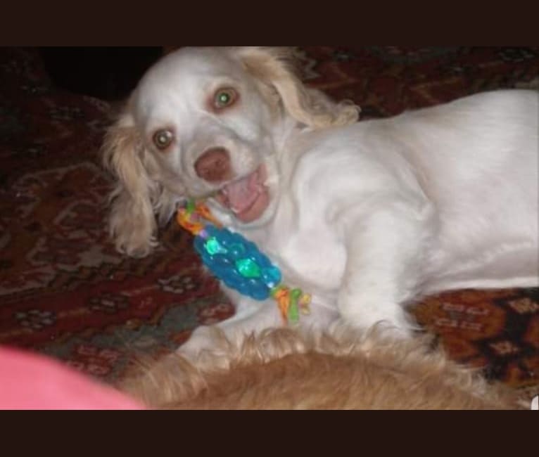 Photo of Emily, a Chihuahua and Cocker Spaniel mix in New York, New York, USA