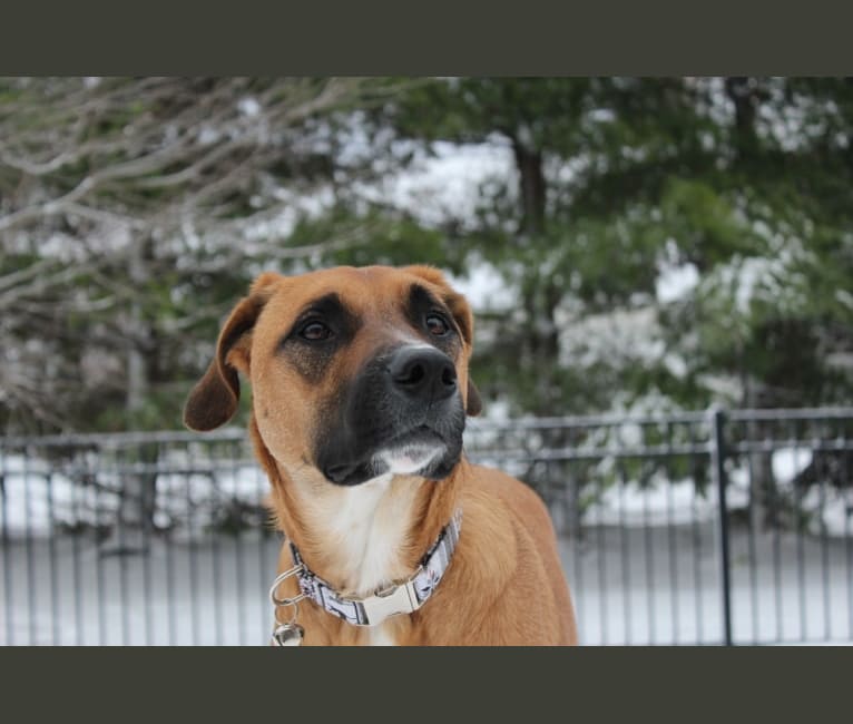 Ace, an American Pit Bull Terrier and Australian Cattle Dog mix tested with EmbarkVet.com