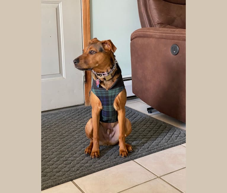 Waylon, an American Pit Bull Terrier (7.9% unresolved) tested with EmbarkVet.com