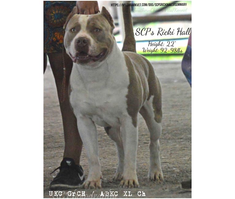 Ricki, an American Bully tested with EmbarkVet.com