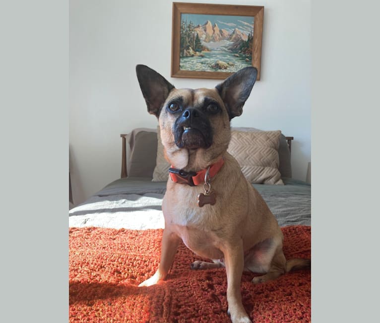 Photo of Herbie, a Chihuahua, Rat Terrier, and Pug mix in Tennessee, USA