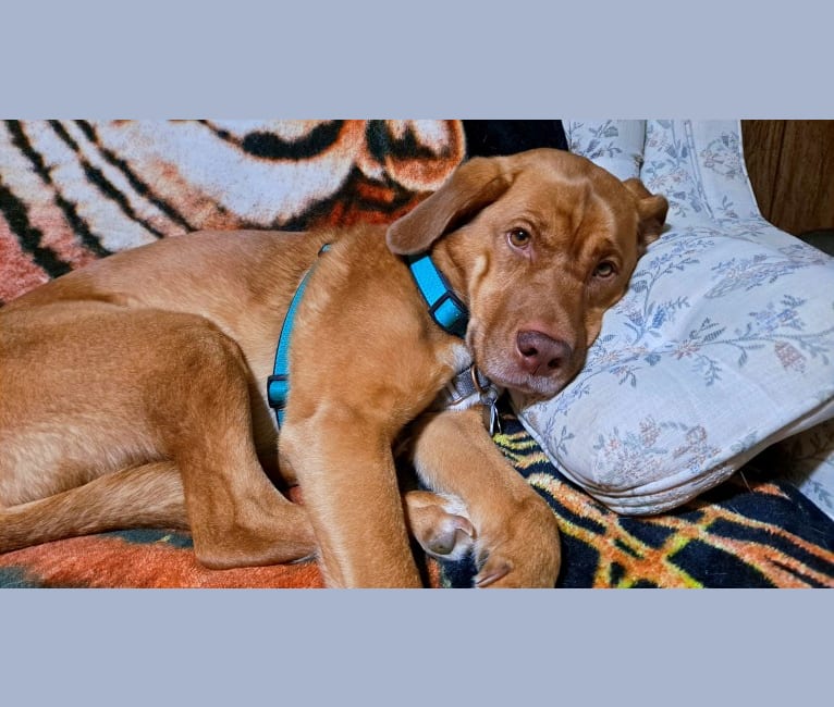 Freddy, a Siberian Husky and Bluetick Coonhound mix tested with EmbarkVet.com