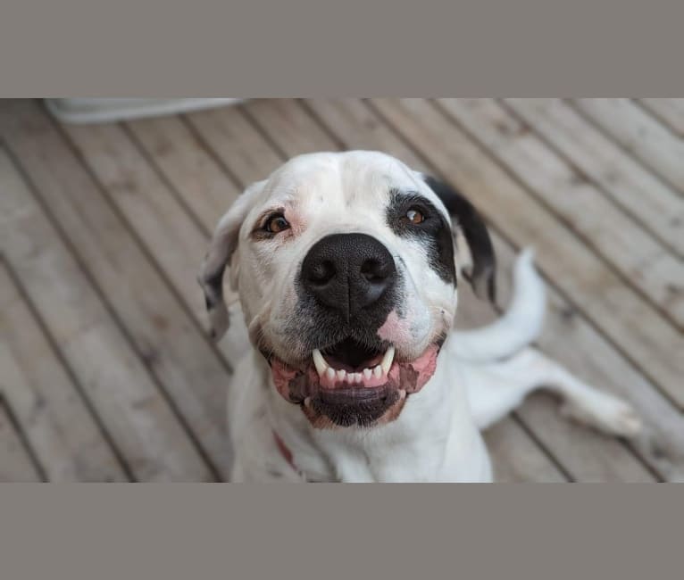 Photo of Charlie Boy, a Saint Bernard, American Pit Bull Terrier, and Boxer mix in Québec, Canada