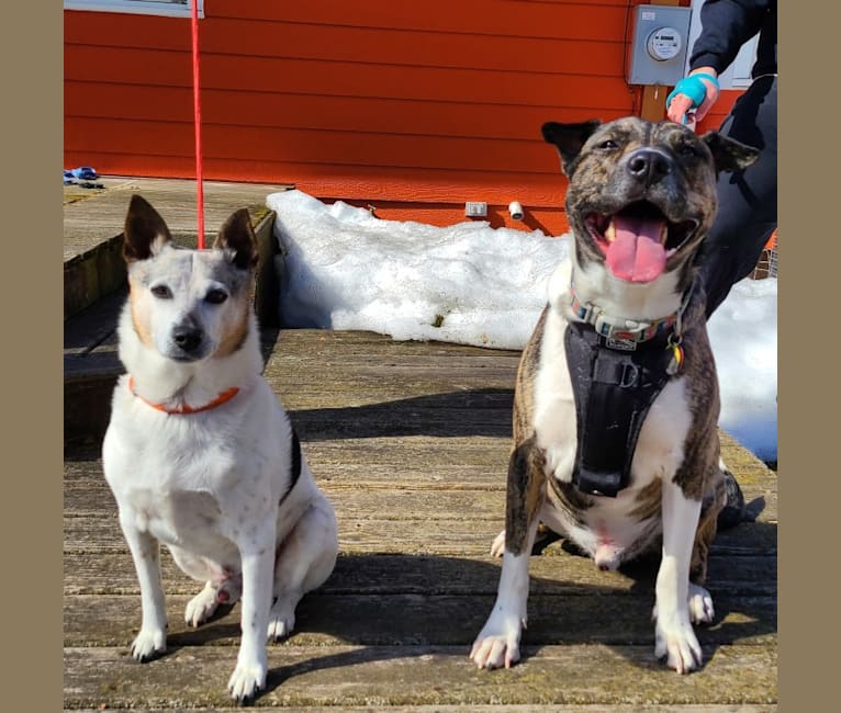 Latke, an American Pit Bull Terrier and Australian Cattle Dog mix tested with EmbarkVet.com
