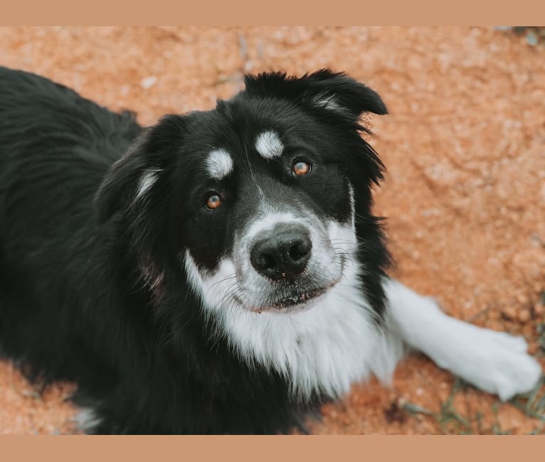 River, a Border Collie and Siberian Husky mix tested with EmbarkVet.com