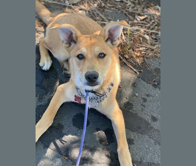 Ellie, a German Shepherd Dog and American Pit Bull Terrier mix tested with EmbarkVet.com