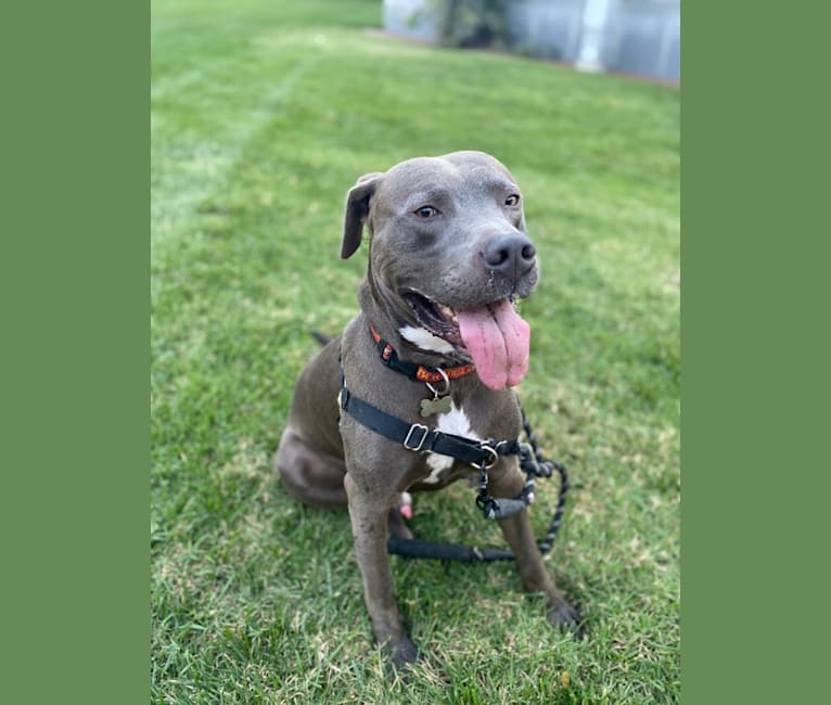 Obi, an American Pit Bull Terrier (11.4% unresolved) tested with EmbarkVet.com