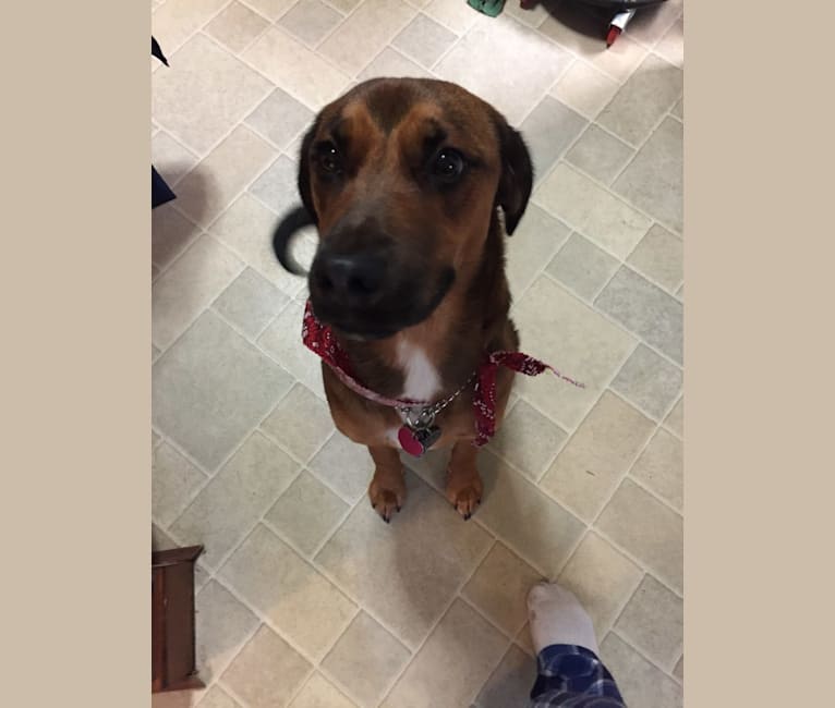 Rufus, a Rottweiler and Beagle mix tested with EmbarkVet.com